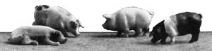 Pigs -- Painted