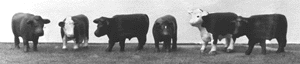 Steers -- Painted
