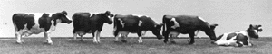 Milk Cows -- Painted (Black & White)