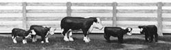 Bull & Four Calves -- Painted