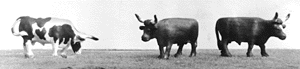 Longhorns -- Painted