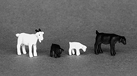 Goat -- Painted