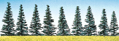 Colorado Spruce