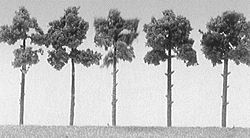 Fir Trees -- 7"