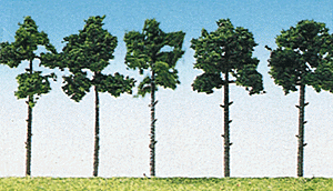 Pines -- 2-3/8"