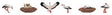 Storks with Nests -- pkg(6)