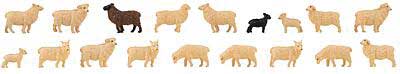 Domestic Sheep -- pkg(18)