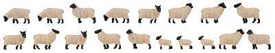 Black-Headed Sheep -- pkg(18)