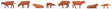 Angeln Cattle - Cows -- Brown pkg(8)