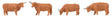 Highland Cattle -- Red pkg(4)