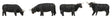 Highland Cattle -- Black pkg(4)