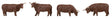 Highland Cattle -- Brown pkg(4)