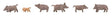 Wild Boars -- pkg(6)