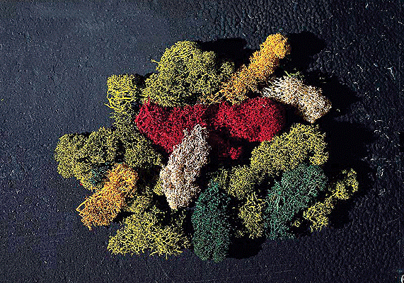 Lichen - 5 Assorted Colors