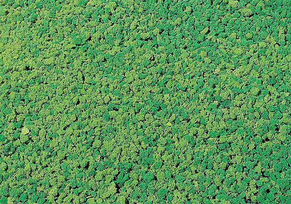 Flock - Fine -- Spring Green