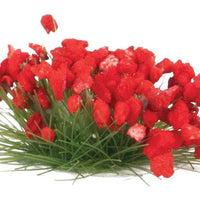Flower Clusters -- Red