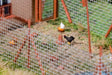 Chickens Sound Module with Speaker -- 16V AC or 12V DC-1