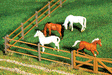 Paddock Fence #1