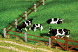 Paddock Fence #2
