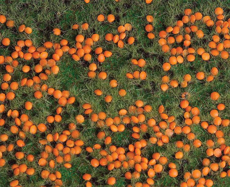 Pumpkin Field w/Poppies - Premium