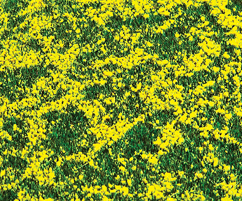 Ground Cover -- Rapeseed Field - 8-1/4 x 6 x 1/4"  21 x 14.8 x .3cm