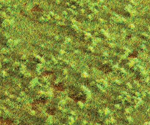 Ground Cover -- Cattle Pasture