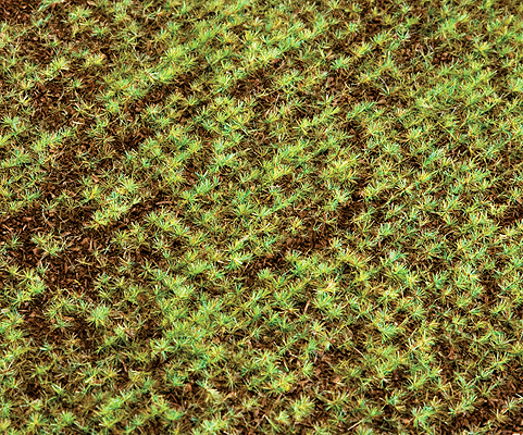 Ground Cover -- Germinating Seed Field