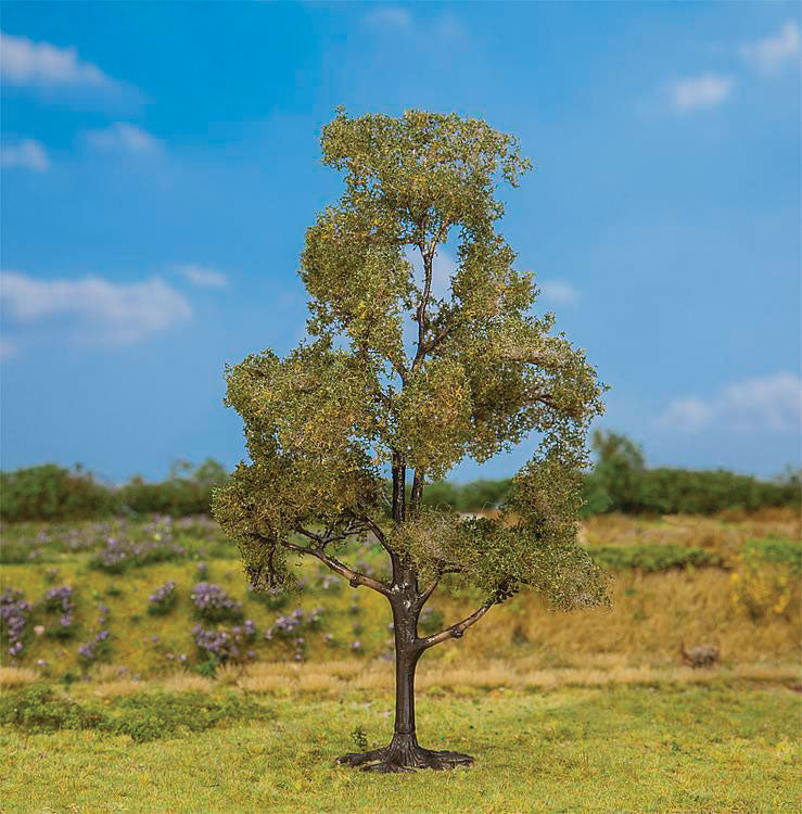 Beech Tree - Premium -- 5-11/16"  14.5cm