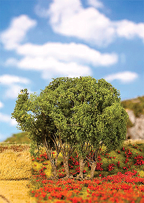 Premium Deciduous Tree -- Privet - 3-15/16"  10cm