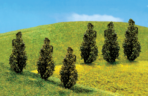 Arborvitae -- 1-9/16"  4cm pkg(6)