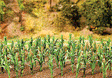Corn Stalks -- Kit pkg(36)
