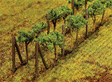 Vines pkg(24)