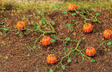 Gourds/Squash Vines -- Orange  pkg(6)