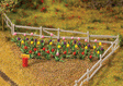 Tulips -- pkg(48)