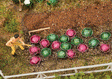 Cabbage Heads -- 10 Each: Red & Green