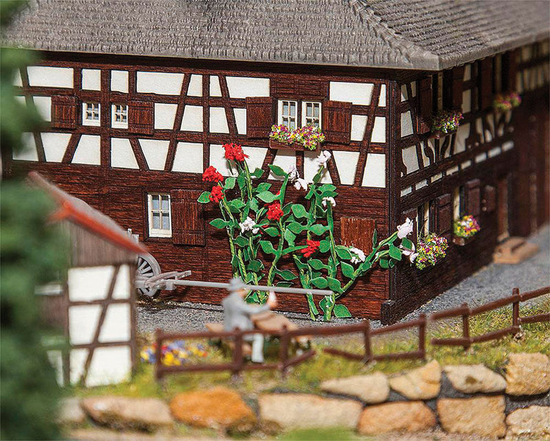 Climbing Roses -- pkg(6)