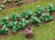 Tobacco Plants -- pkg(14)