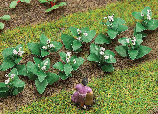 Tobacco Plants -- pkg(14)