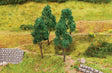 Beech Trees -- pkg(4)