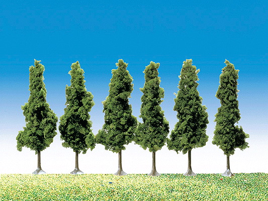 Black Poplars -- 10.5cm, Pkg (6)