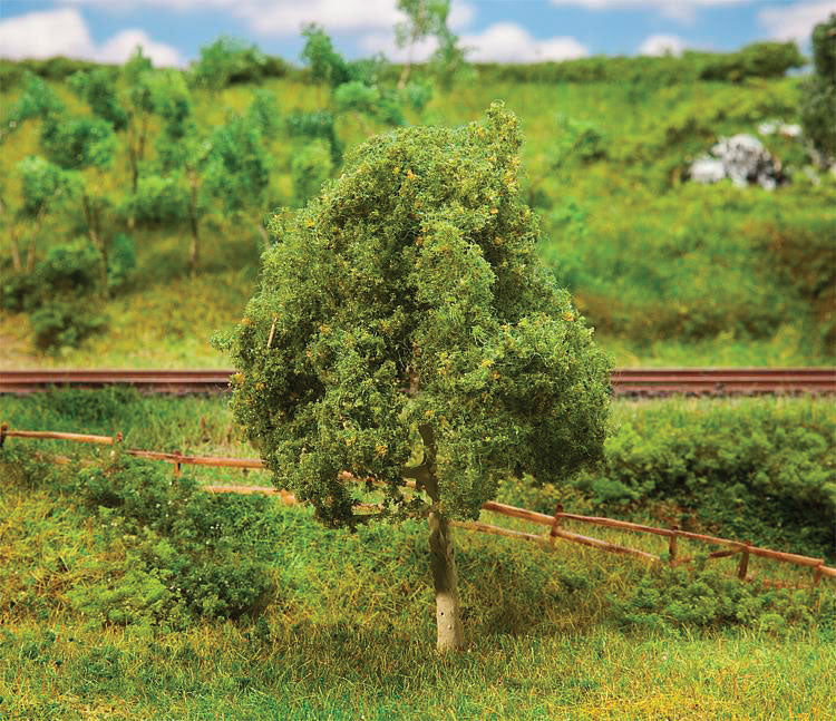Walnut Tree - Premium