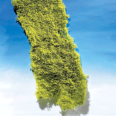 Foliage -- Light Green