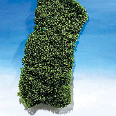 Foliage -- Dark-Green