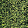 Foliage Ground Cover -- Medium Green