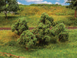 Apple Trees - Premium -- pkg(5)