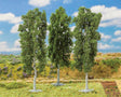 Beech Tree -- 5-7/8"  15cm pkg(3)