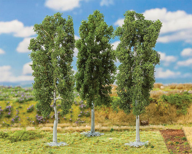 Beech Tree -- 5-7/8"  15cm pkg(3)