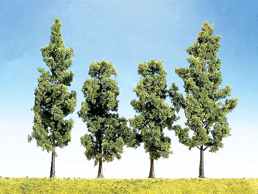 Beech Trees pkg(4)