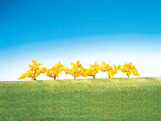 Forsythias