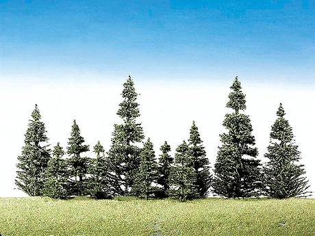 Trees-Coniferous Assortment -- Silver Firs 2 to 4-13/16" 5 to 12cm Tall